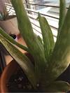 Indoor Aloe Vera Plant Care