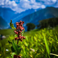 Image result for Rumex nepalensis