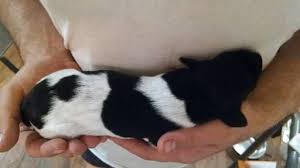 Don't miss what's happening in your neighborhood. Litter Of 6 German Shorthaired Pointer Puppies For Sale In Boone Nc Adn 27366 On Puppyfinder Com Puppies For Sale Pointer Puppies German Shorthaired Pointer
