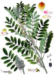 Image result for Indigofera lupatana