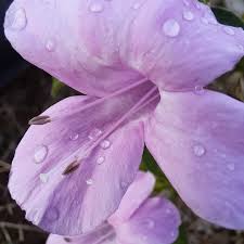 Image result for Barleria eylesii