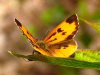 17 Best Plants And Flowers For Attracting Butterflies Gardensall Attract Butterflies Cool Plants Butterfly Plants