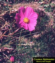 Image result for Cosmos bipinnatus