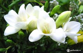 Image result for hoa lan