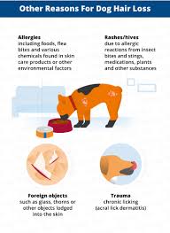 Dogs affected by such skin infections should be taken to the vet right away for the appropriate treatment. Dog Hair Loss Common Causes Treatment Canna Pet