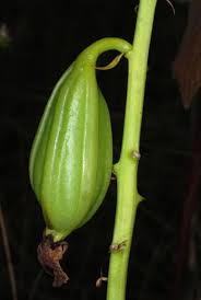 Image result for Eulophia leachii