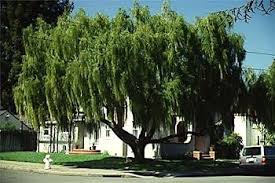 Image result for Maytenus chasei