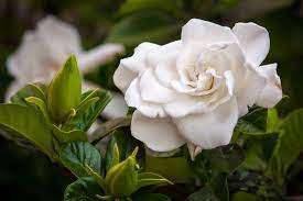 To select the best fragrant roses from such a large group is not an easy job. Most Fragrant Flowers Of The World