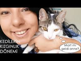 Kedilerin Kizginlik Donemi Youtube