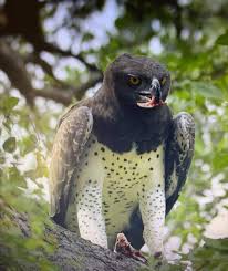 Pin By Dbh Mostafa On Home Africa Animals South Africa