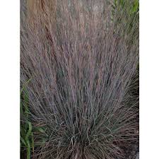 Particularité de l'espèce schizachyrium scoparium : Jc Raulston Arboretum