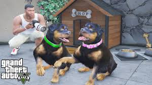 Create good names for games, profiles, brands or social networks. I Found Chop S Girlfriend In Gta 5 Funny Youtube