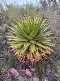 Image result for Aloe wollastonii