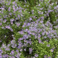 Image result for Aster chimanimaniensis