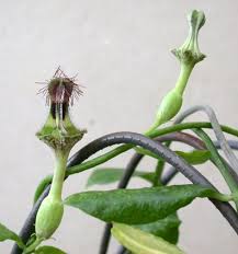 Image result for Ceropegia circinata