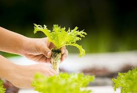 Sepertiman kita sedia maklum, baja atau nutrien sangat diperlukan dan perlu kita sediakan untuk tanaman hidroponik khususnya unsur makro. Nutrisi Hidroponik Organik 100 Yang Terbaik Untuk Tanaman