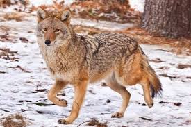 Wolfe's neck woods state park is a five minute drive from the center of freeport's bustling shopping district, and as visitors approach the park, marshes and open fields provide a tranquil transformation back to nature. 11 Things You Don T Know About Coyotes In Pennsylvania From How They Got Here To Pet Safety Pennlive Com