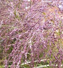 Image result for Panicum pusillum