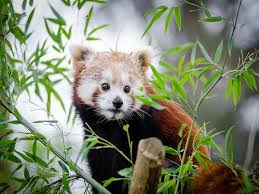 Animals name list in hindi and english. à¤¸ à¤• à¤• à¤® à¤• à¤ª à¤°à¤¸ à¤¦ à¤§ à¤µà¤¨ à¤¯à¤œ à¤µ à¤…à¤­à¤¯ à¤°à¤£ à¤¯ Famous Wildlife Sanctuaries To Visit In Sikkim Hindi Nativeplanet