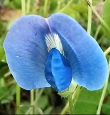 Image result for Parochetus