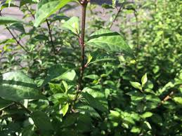 Image result for Thunbergia reticulata