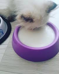 Sute Asik Sut Kuzusu O Nasil Icmek Oyle Kecisutu Goatmilk Kedi Irankedisi Like4like Likeforlike Cotton Candy Machine Candy Machine Cotton Candy
