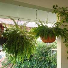Maybe you would like to learn more about one of these? Decoracion Con Plantas Colgantes