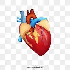 Human Creative Human Ecg Medical Png Transparent Clipart Image And Psd File For Free Download Png Natural Logo Clip Art
