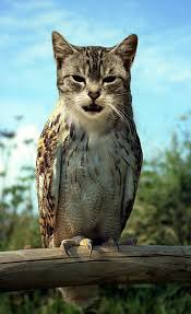 This Hybrid Makes Too Much Sense Photoshopped Animals Weird Animals Bizarre Animals