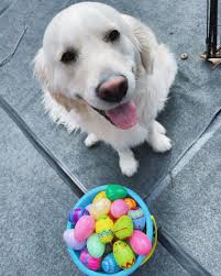 ✨Defying Gravity (Walter's Version)✨ #defyinggravity #defygravity #elphaba  #glinda #wicked #goldenretriever #whitegolden #goldenretrieversofinstagram  #dog #whitegoldenretrievers #dogsofconnecticut