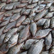 Demikian pembahasan tentang 30 jenis ikan air tawar konsumsi, harga dan gambarnya. Murah Pekasam Ikan Lampam Jawa Sungai Berat 250 Gram Shopee Malaysia