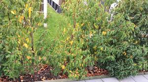Hilfe Was Ist Mit Unserem Port Lorbeer Pflanzenkrankheiten Schadlinge Green24 Hilfe Pflege Bilder