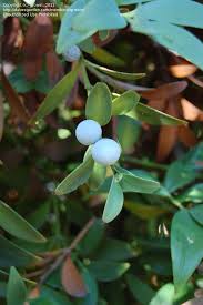 Image result for Nageia nagi