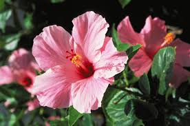 Perennial flowers have the ability to come back each year stronger and fuller. 16 Best Native Plants For Southern Gardens