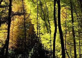 Du limousin aux landes, du morvan aux vosges, le temps des forêts propose un voyage au cœur de la sylviculture industrielle et de ses alternatives. Le Temps Des Forets Morvan Photo Veronique Poczobut