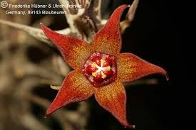 Image result for Orbea maculata