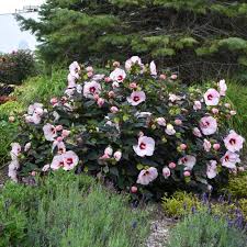 Check spelling or type a new query. Rose Of Sharon How To Plant And Grow This Exotic Looking Shrub Hgtv