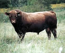 The herd is a mix of fullblood (direct australian lines) one mother was shipped from australia, and 75/25 angus mix for meat production. Red Angus Cattle