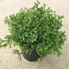 Image result for Selaginella mittenii