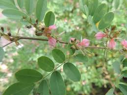 Image result for Indigofera lydenburgensis