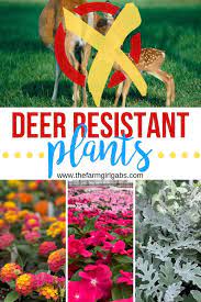 The Best Deer Resistant Plants Deer Resistant Landscaping Deer Resistant Plants Deer Resistant Flowers