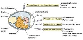 Many physical and chemical parameters may affect cell growth and proliferation. Techniques Of Virus Cultivation