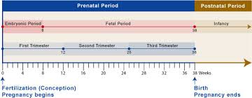Prefertilization Prenatal Overview