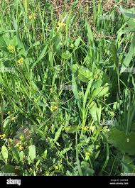 Image result for Sisymbrium orientale