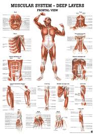 Muscular System Deep Layers Frontal View Anatomical Chart