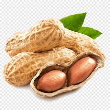 What does kacang tanah mean in english? Spicy Peanuts Spicy Peanuts Peanut Beans Png Pngegg