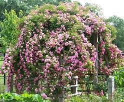 Peggy Martin Katrina Rose Climbing Roses Paradise Plant Garden And Yard