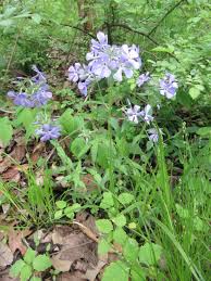 Image result for Polemoniaceae