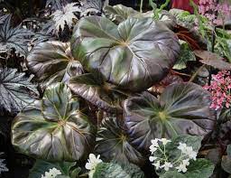 Begonia Red Fred From Steve S Leaves Begonia Red Fred Is A Magnificent New Sport Of Begonia Freddie The Large Oval L Begonia Red Begonia Tiny Flowers