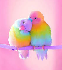 Bird Videos For Cats To Watch Online Watch The Best Youtube Videos Online Woww Really The Most Beautiful Parrots We Have Ever Seen Colorful Bird Photo B Pet Birds Pretty Birds Colorful Birds